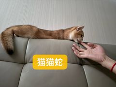 -佳雯宠物医院·皮肤科·内外科(春晓路分院)