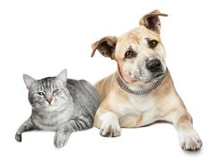 -宠颐生动物医院·心脏科·保险定点(锦阳分院)