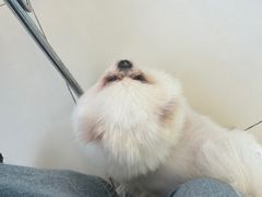 -怪兽屋·羊驼·猫咖·狗咖(俊华广场店)