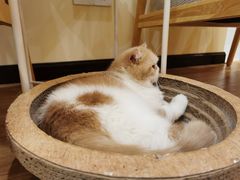 -滚猫咖啡·猫咖·猫友好撸猫(未来城店)