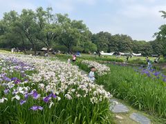 -上海共青森林公园