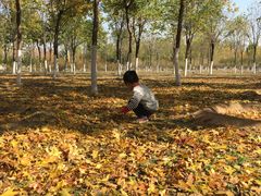 -永定河休闲森林公园