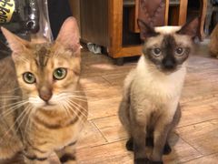 -more than meow吴止猫主题餐厅(承德 中船汇店)