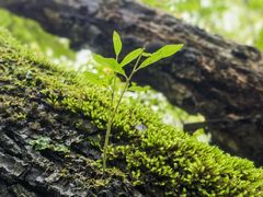 -叠溪松坪沟景区