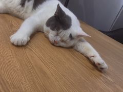 -松果猫咖(桐乡吾悦金街店)