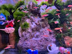 -花鸟鱼虫鲜花绿植市场(玉泉路店)