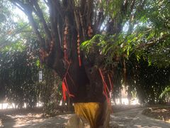 -瑞丽独树成林风景区