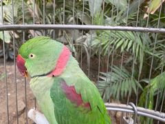 -南宫五洲植物乐园