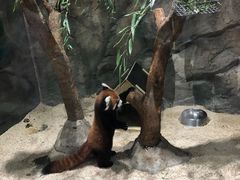 -海合安武汉极地海洋公园