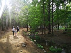 -白水寺森林公园
