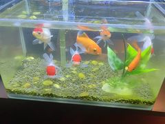 -华夏良子·足道SPA艾灸(王府井店)