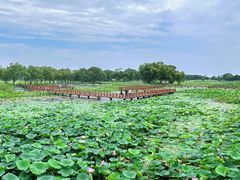 -洪湖生态旅游区