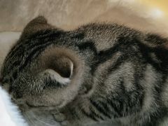 -宠福鑫康馨动物医院·骨科·眼科