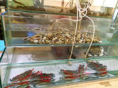 -339旋转餐厅(天府熊猫塔店)