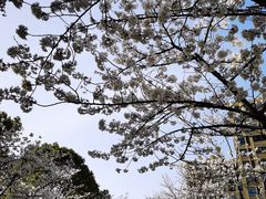 -高东镇樱花园