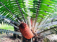 -华南国家植物园-售票处