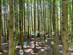 -桤木河湿地公园