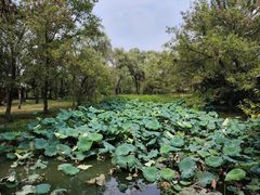 -西溪国家湿地公园