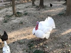 -昆山城市生态森林公园