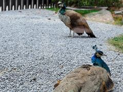 -J Create城市露营咖啡·简餐·宠物(上海动物园店)