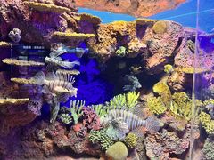 -上海海洋水族馆