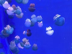 -广州海洋馆