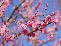 -梅花山(明孝陵内)