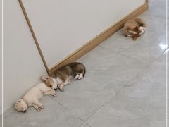 -柴犬小屋·柴餐厅·狗咖食堂(金鼎广场店)