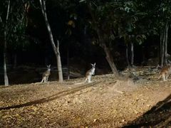 -清迈夜间动物园