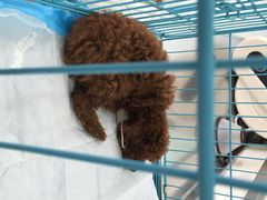 iphone_upload_pic-爱侣宠医·鹦鹉专科·小型哺乳类·异宠专科(灵石路店)