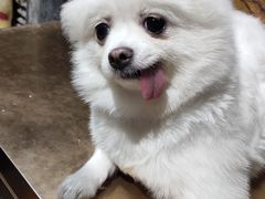 -more than meow吴止猫主题餐厅(承德 中船汇店)