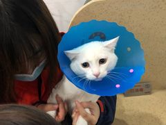 -伟伟宠物医院·CT影像中心·瑞派犬猫综合性门诊(汉口总院)