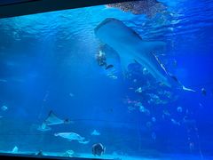 -烟台海昌鲸鲨海洋公园