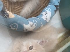 -糯米喵星人总部直营旗舰店·猫舍·幼猫出售