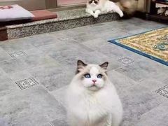 -欣宠猫屋·矮脚拿破仑·蓝金金渐层