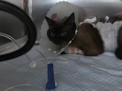 -纳吉亚猫专科动物诊疗中心(蒋宅口分院)