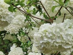 -重庆平顶山公园