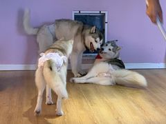 -Husky Go! 哈士奇体验馆·宠物咖啡厅狗咖