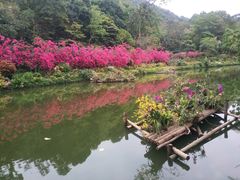 -深圳仙湖植物园