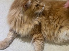 -藏猫猫咖啡主题馆(中央大道店)