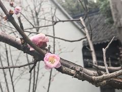 -上海醉白池公园