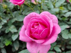 -春花秋色城市公园