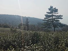 -东山风景区(洞庭东山)