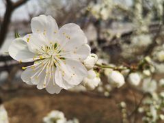 -永定河休闲森林公园