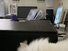 -佩兹宠物医院肿瘤专科·眼科·牙科(黄浦店)