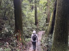 -天目山大树王景区