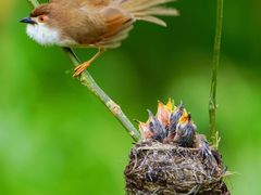 -梧桐山风景名胜区