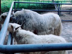 -长白岛森林公园