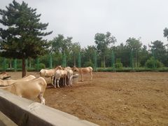 -大青山野生动物园