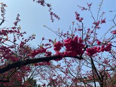 -南山植物园
